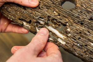 Naked Clams in wooden growth panel - credit University of Plymouth