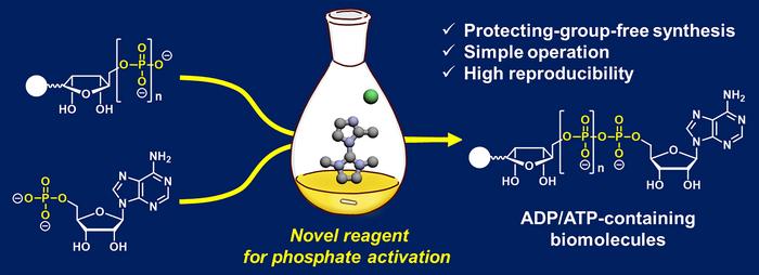 Improved coupling reaction enhances ADP/ATP-containing biomolecule yield