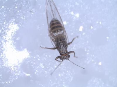 Tomato Psyllid