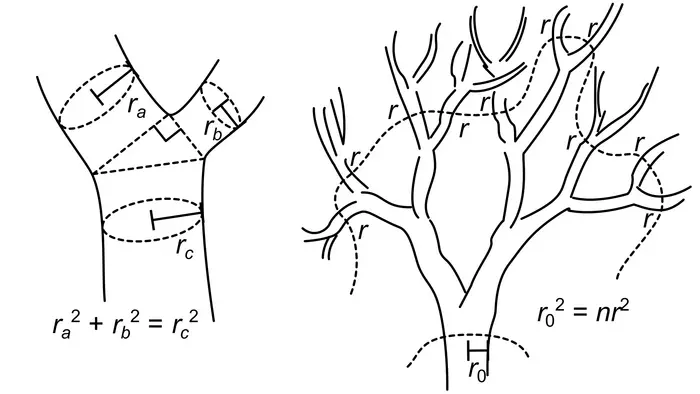 tree equations