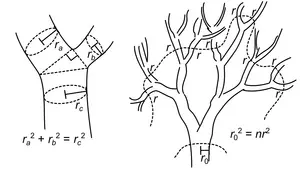 tree equations