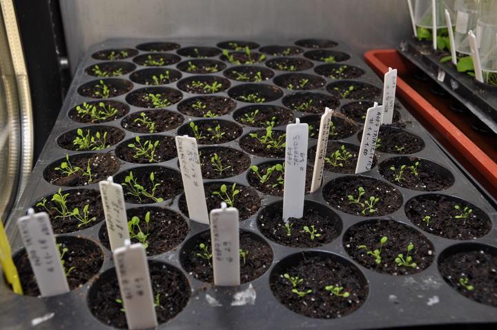 <i>Arabidopsis thaliana</i>