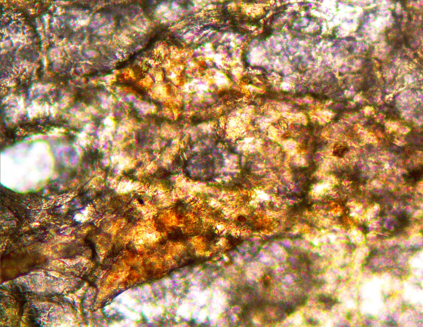 Oxidative Crosslinking