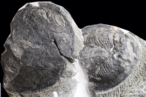 The first 419-million-year-old galeaspid fossil completely preserved with gill filaments in the first branchial chamber