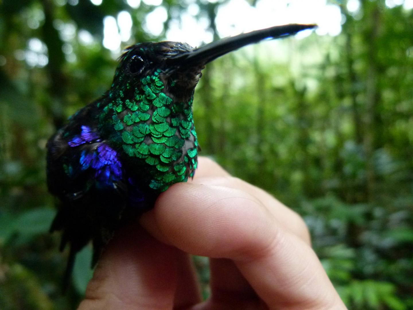 Fork-tailed woodnymph