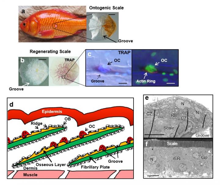 Figure 1: Morphological Features of Ontogenic and Regenerating Scales