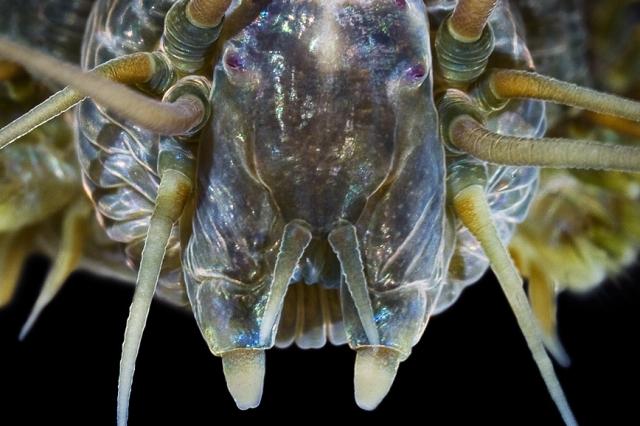 A Material Inspired by a Sea Worm Changes According to the Environment