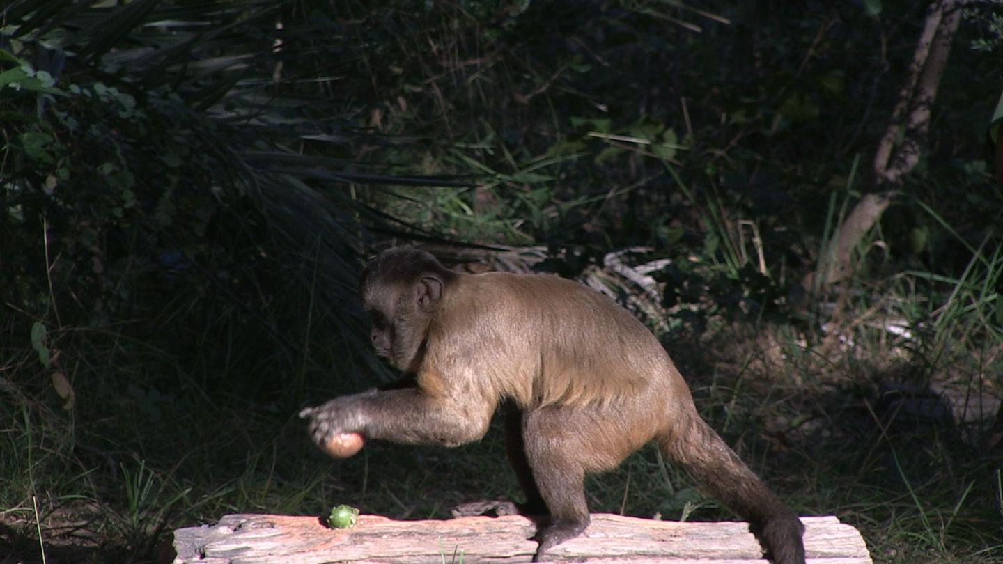 Male Capuchin Monkey
