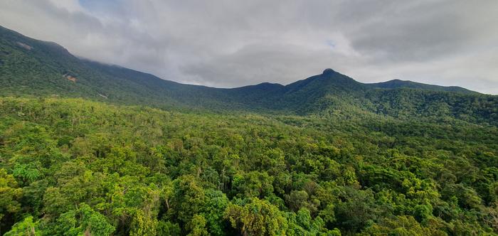 The canopy of a tropical rainforest