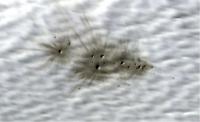 Recent Evidence of Meteorites Striking Mars