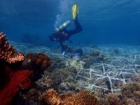 Diver in Coral Reef Restoration Project