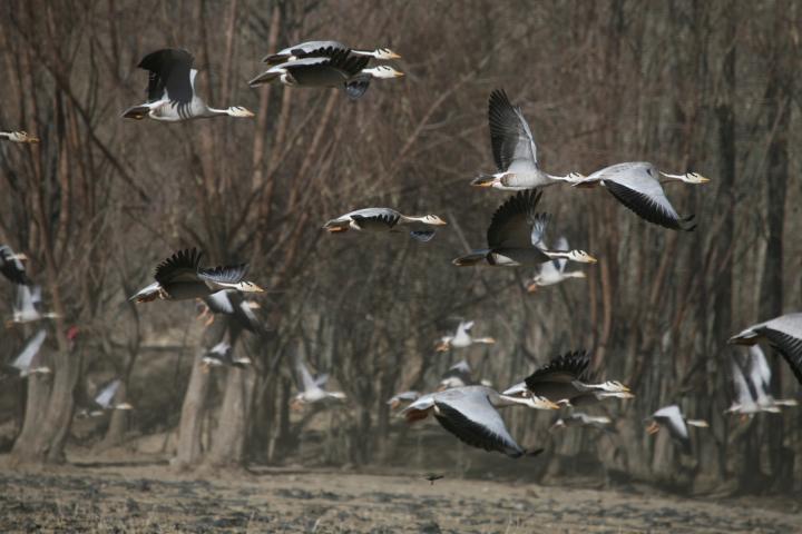 Bar-Headed Geese (Anser Indicus) Wintering in the Yarlung Tsangpo River Basin, Tibet, China