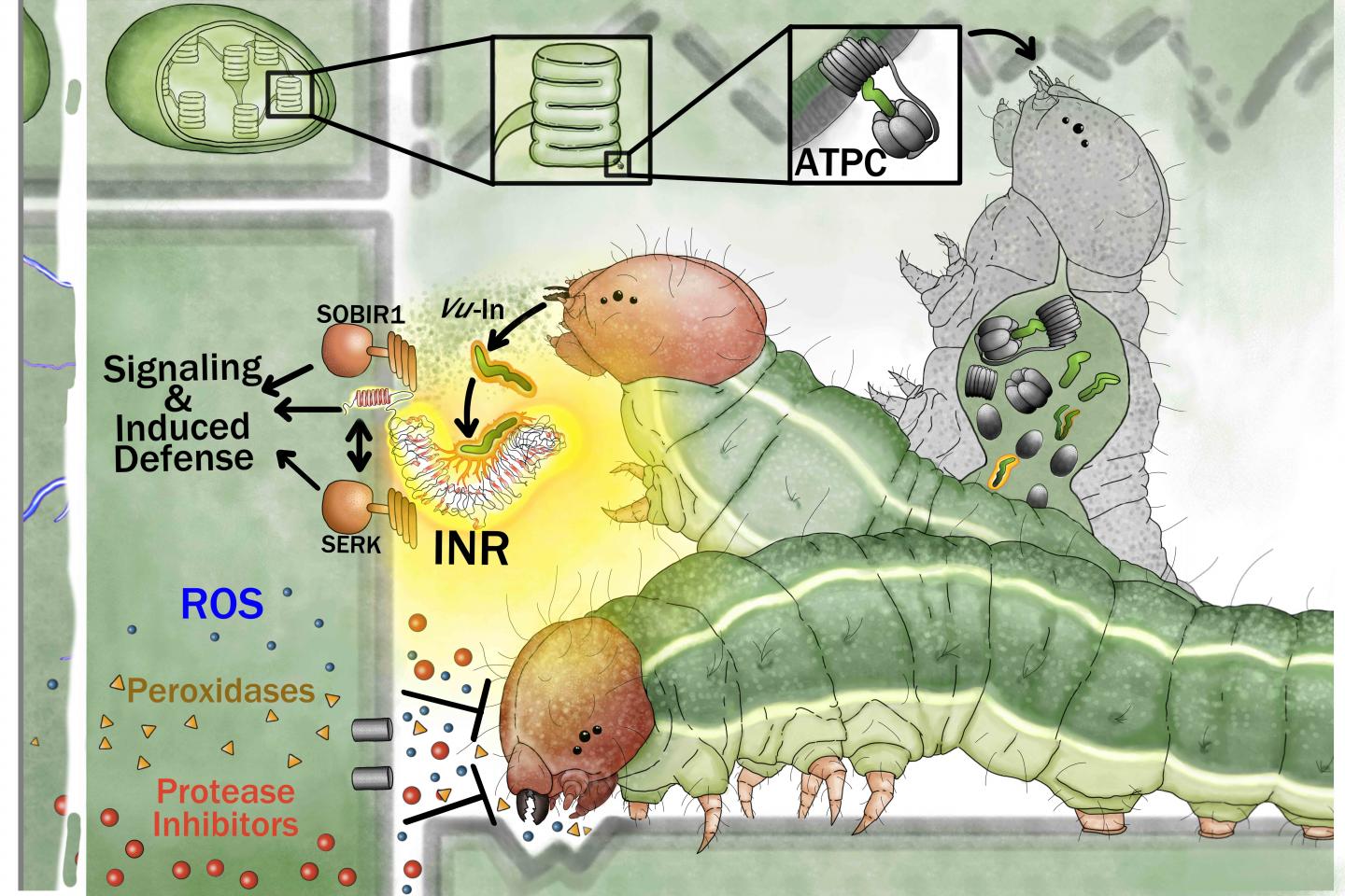 Caterpillar attack alarm