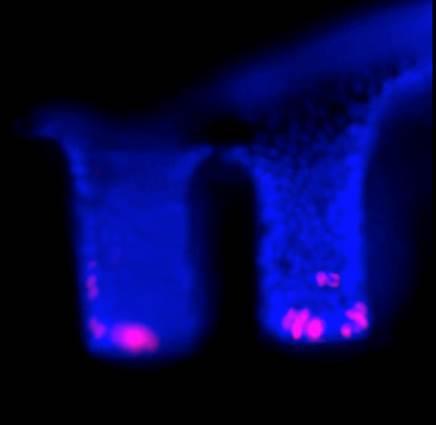 Side View Blue Crypts