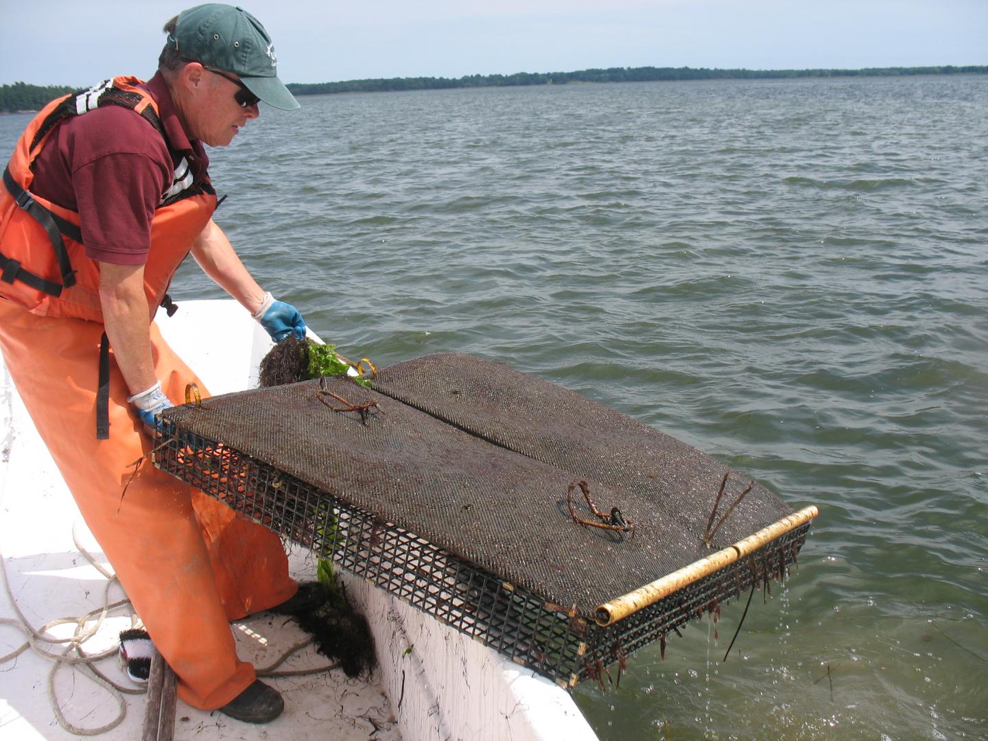 Oyster Harvest