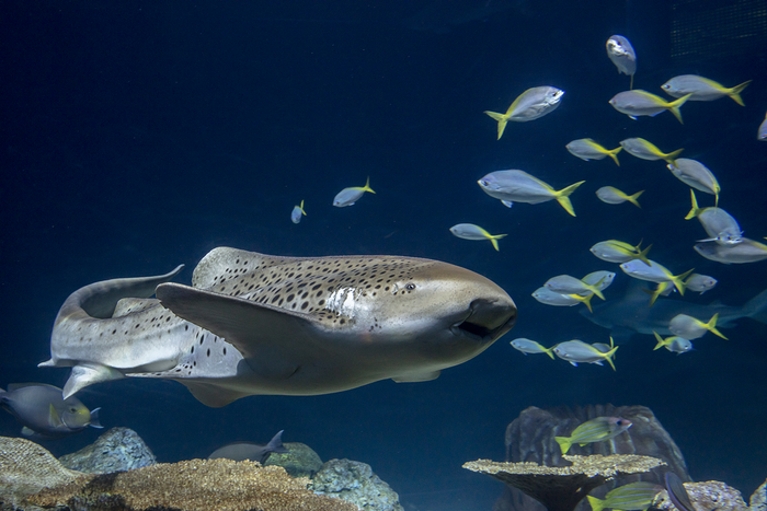 Adult zebra shark 2