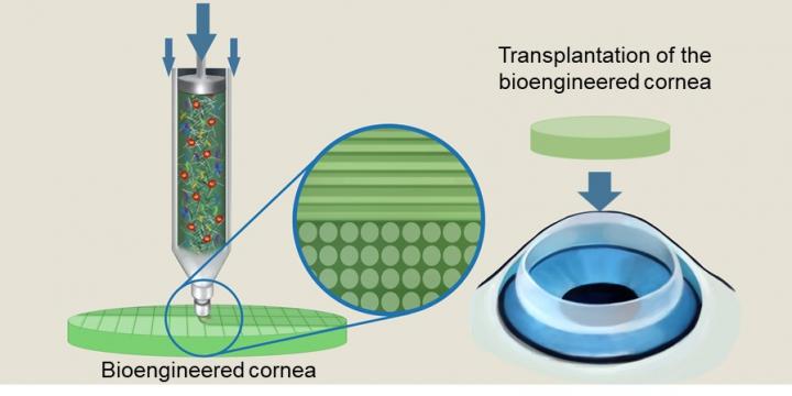 Schematic Illustration of Bioengineered Cornea
