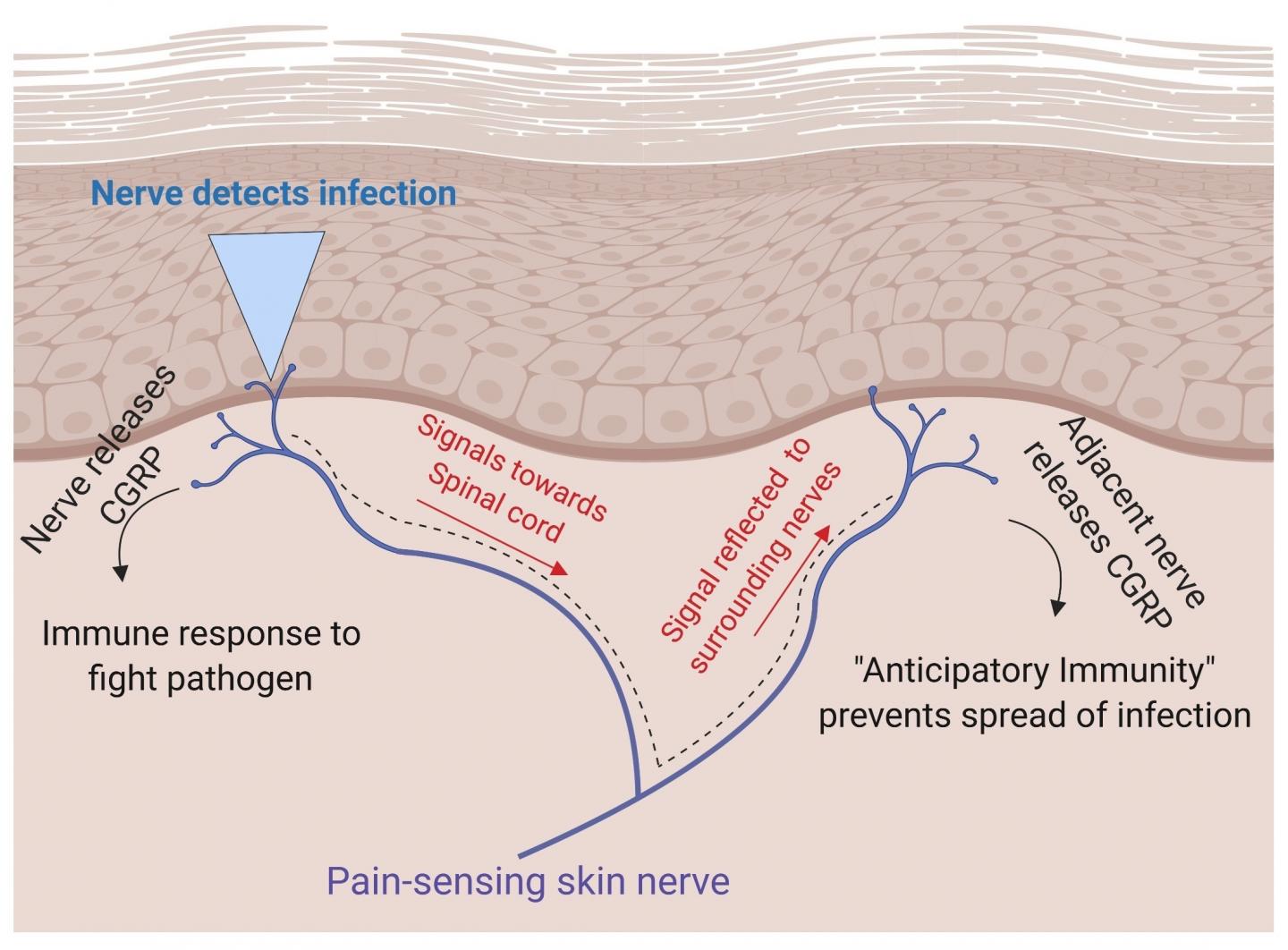 Immunity and Pain-Sensing Skin Nerves in Mice