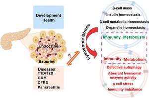 The pancreatic lysosomal function in health and disease.