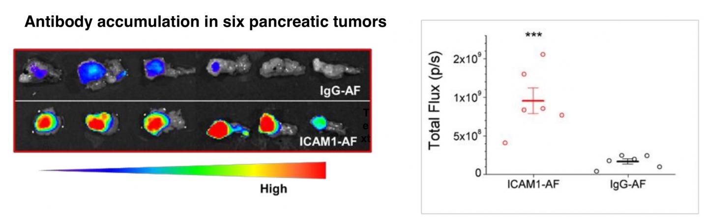 Drug accumulation in tumors