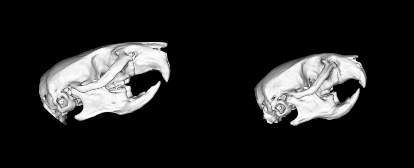 Noonan Syndrome Reproduced in Mice