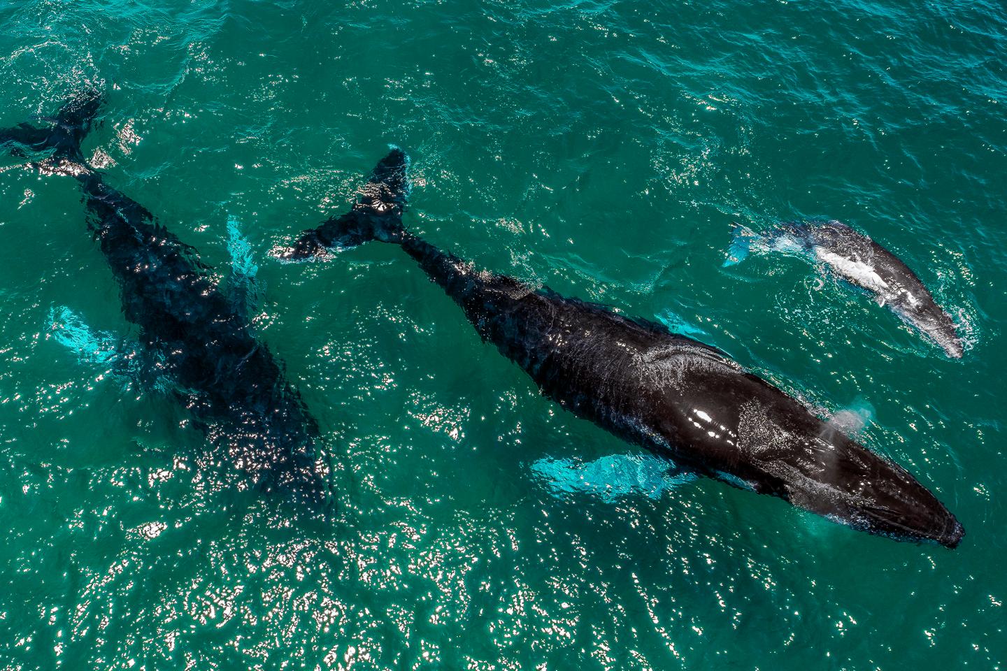 Humpback Whale Calf with Adults