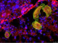 Hookworm and Macrophages