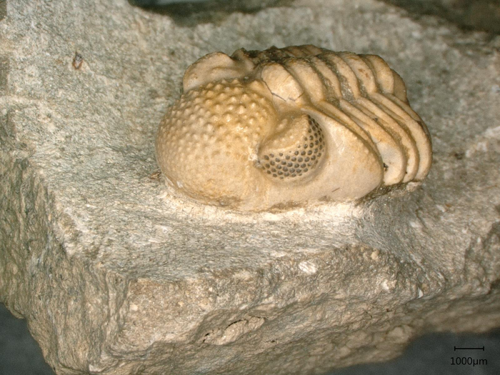 Trilobite 'hyper-eye'