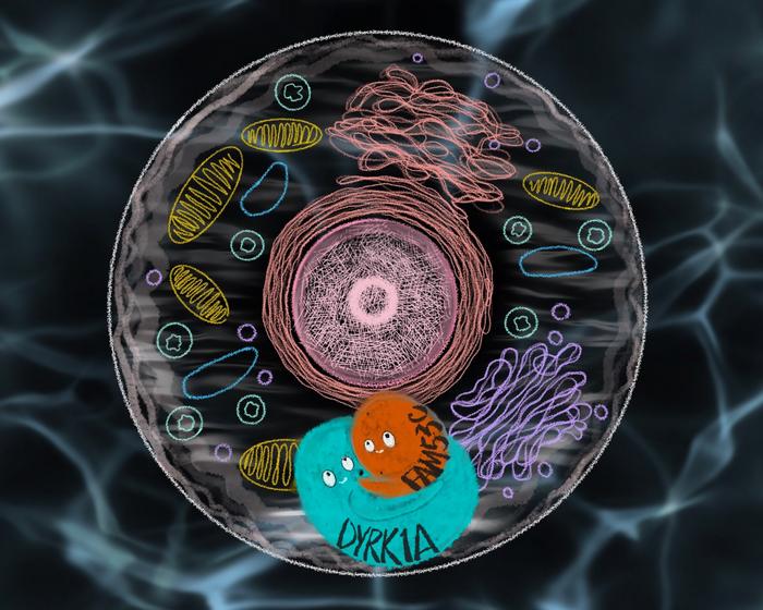 FAM53C protein and its DYRK1A-inhibiting effect