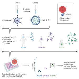 Graphical Abstract CREDIT Med Silk et al.