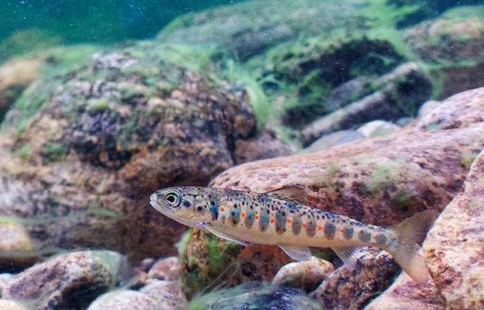 Juvenile salmon