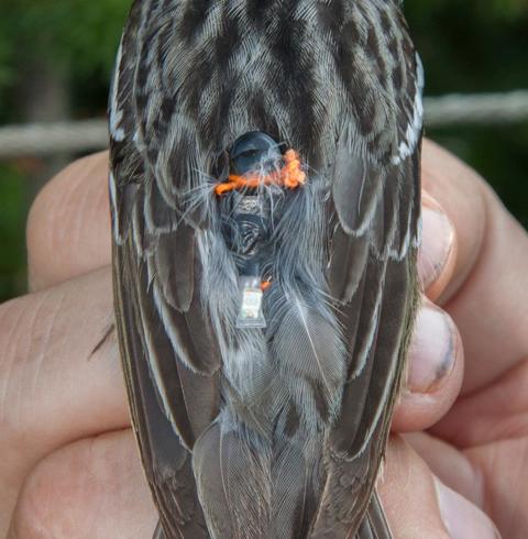Blackpoll Warbler Wearing Tiny 'Backpack'