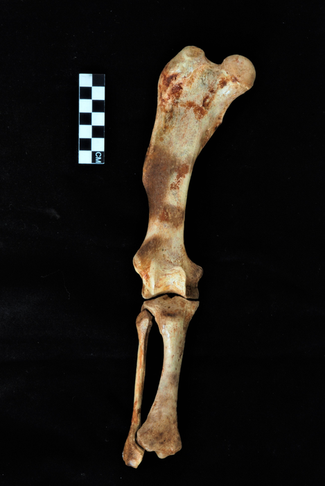 Left hind limb of P. dominicanus