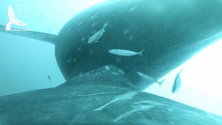 A Humpback Whale Nurses Her Calf. (NOAA Permit #21476)