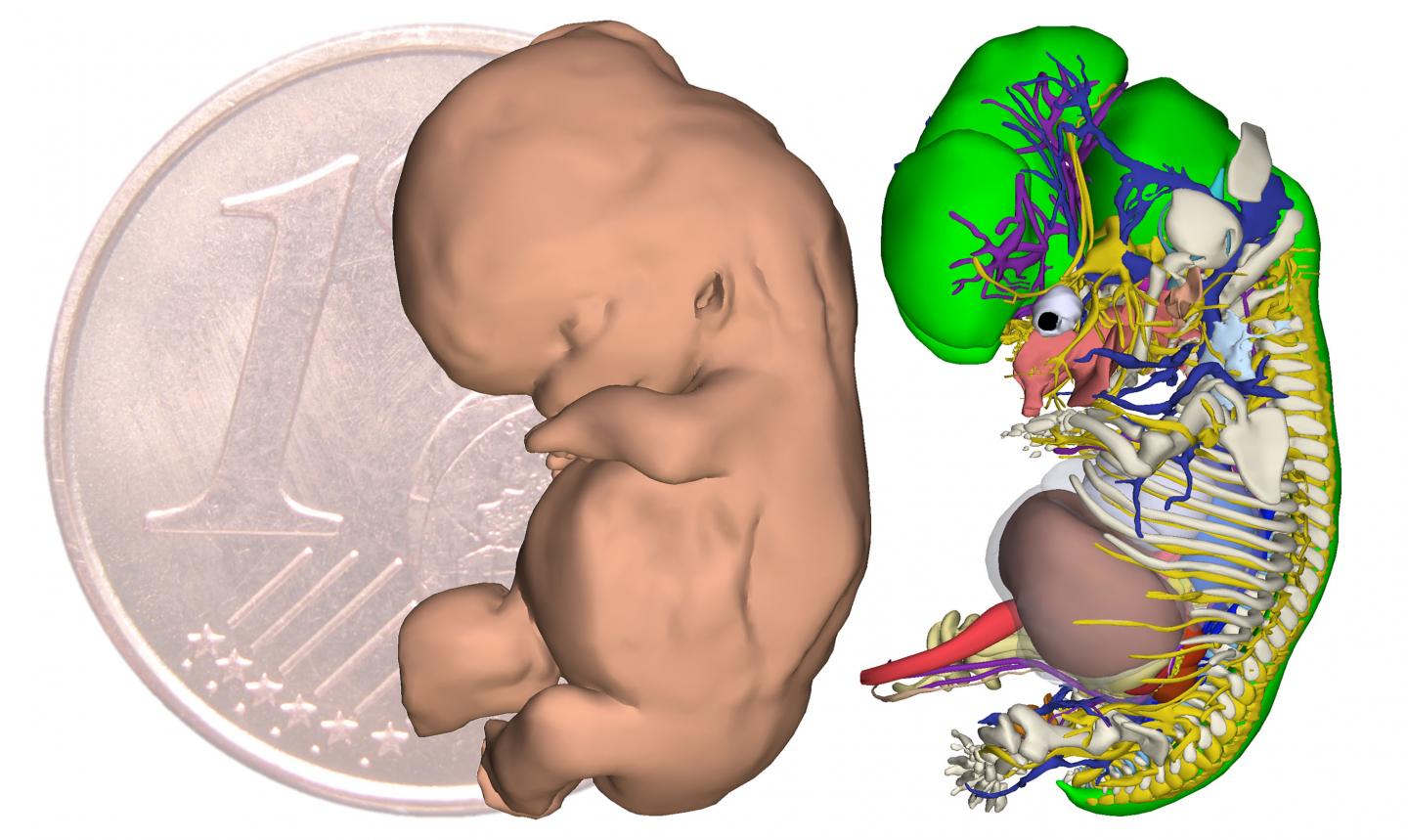 Interactive Map of the Developing Human Embryo (2 of 4)