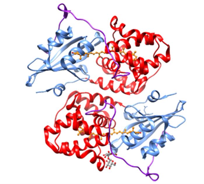 Ribbon view of the carotenoid protein structure