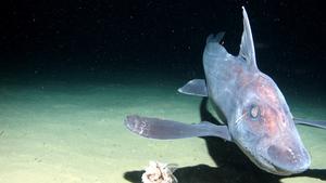 Chimaera swimming over the sediment at the Kermadec Trench in the Pacific Ocean (depth: 1544 m).