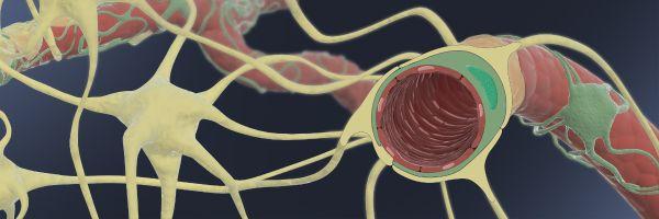 Blood-Brain Barrier Illustration