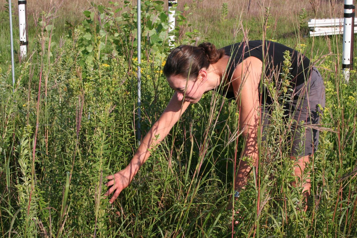 Elizabeth Kleynhans, University of British Columbia