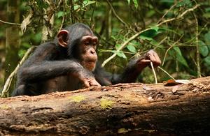 Chimps learn and improve tool-using skills even as adults