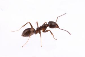 Argentine ant - female