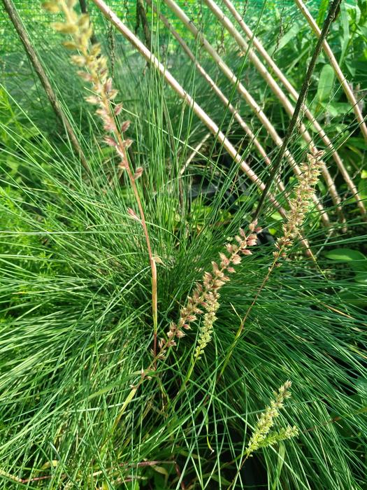 Native and invasive grasses grown together in a greenhouse experiment