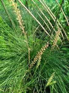 Native and invasive grasses grown together in a greenhouse experiment