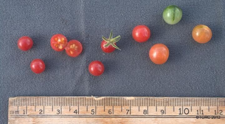 Solanum pimpinellifolium pic1