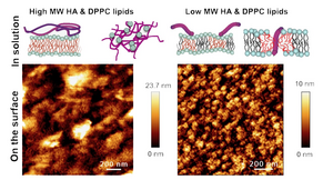 Complex interplay between phospholipid and hyaluronic acid self-assembly in solution