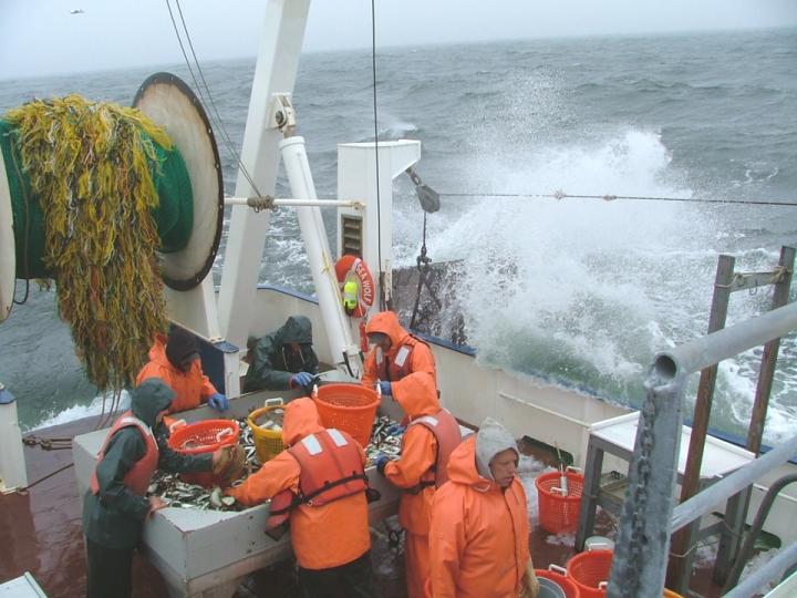 Sorting Fish on the Seawolf