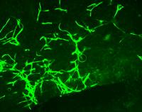 Functional Blood Vessels Formed in Vivo in Mouse