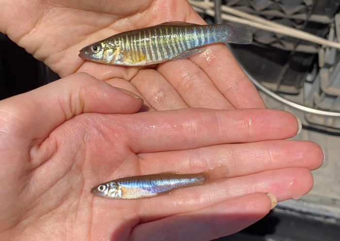 Eastern and Western Banded Killifish
