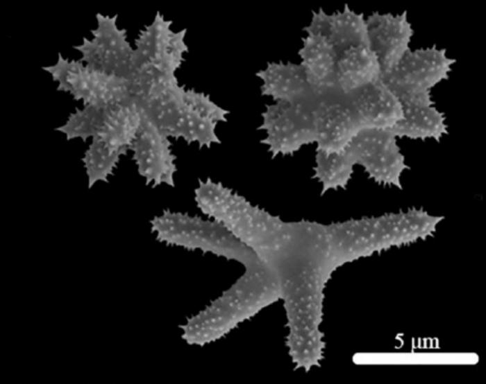 Microscopy image of sponge