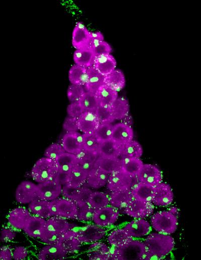 The Switch That Stops Sex Cells 16 Of 17 Eurekalert 6528